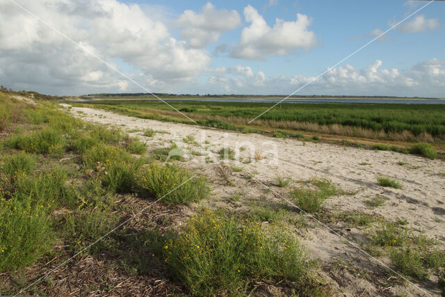 Groene Strand