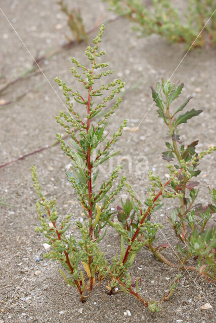 Schorrekruid (Suaeda maritima)