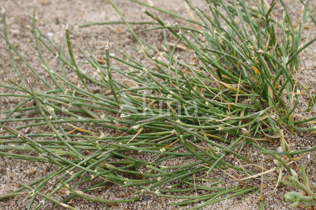 Hard-grass (Parapholis strigosa)