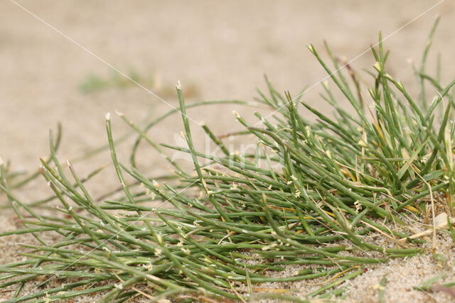 Hard-grass (Parapholis strigosa)