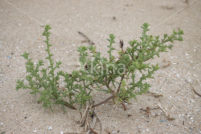 Stekend loogkruid (Salsola kali subsp. kali)