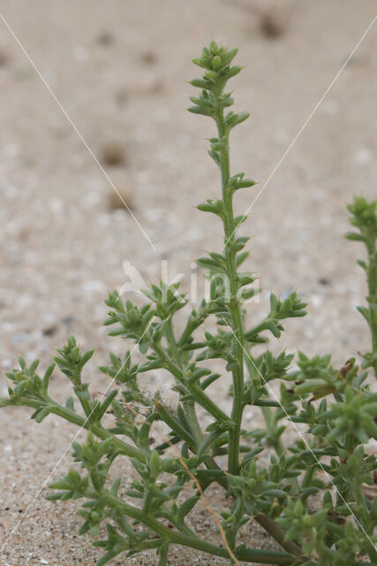Prickly Saltwort (Salsola kali subsp. kali)
