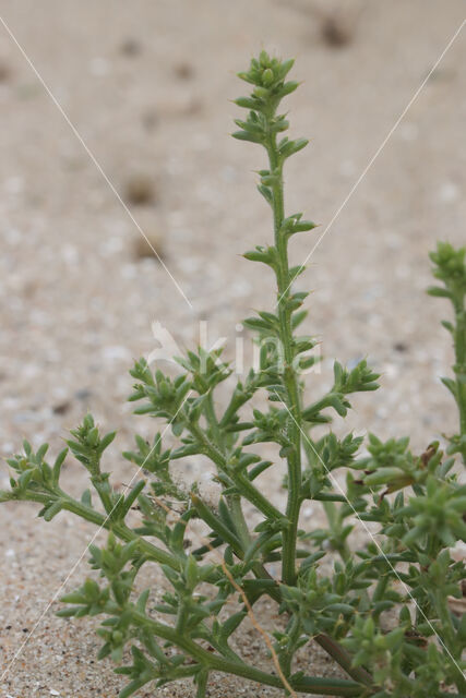 Stekend loogkruid (Salsola kali subsp. kali)