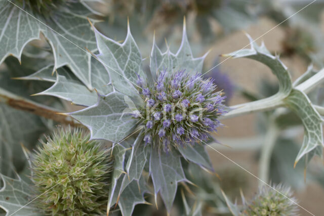 Sea-holly (Eryngium maritimum)