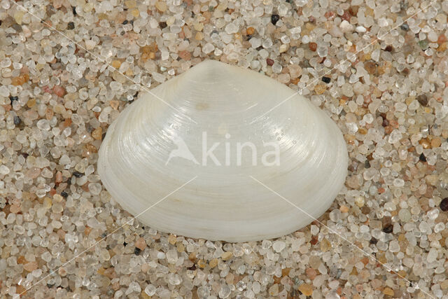 White Furrow-shell (Abra alba)