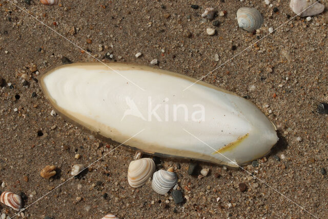 Gewone Zeekat (Sepia officinalis)