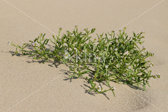 Sea Rocket (Cakile maritima)