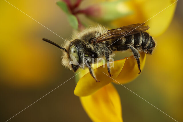 alfalfa leafcutting bee (Megachile rotundata)