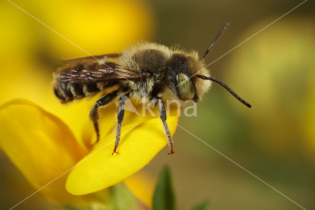 alfalfa leafcutting bee (Megachile rotundata)