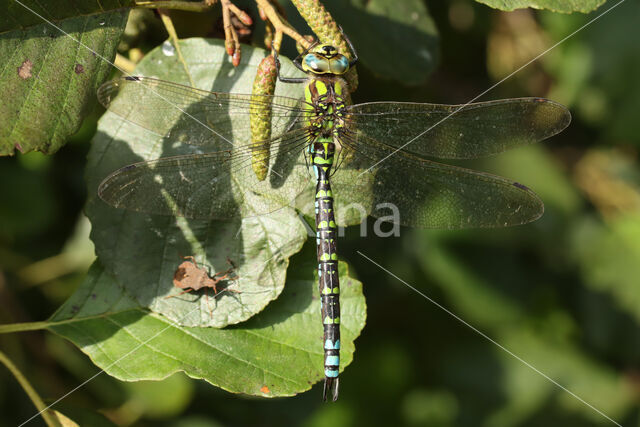 Blauwe glazenmaker (Aeshna cyanea)