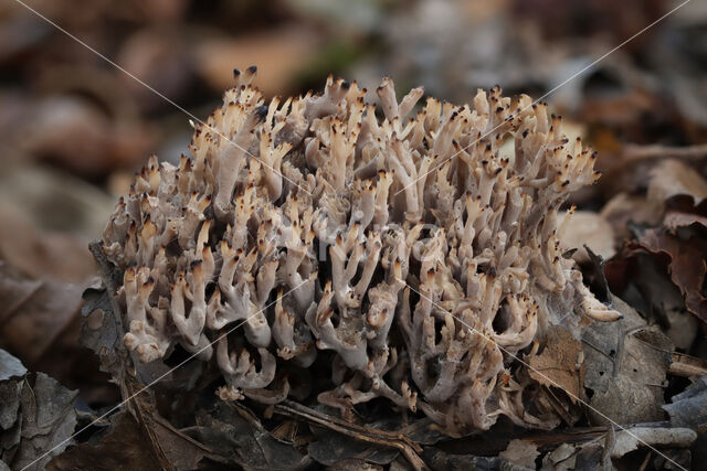 Cinereous Clavaria (Clavulina cinerea)