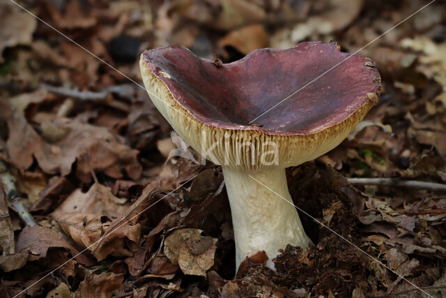 Zwartpurperen russula (Russula undulata)