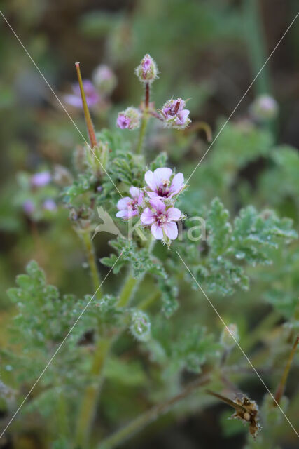 Kleverige reigersbek (Erodium lebelii)