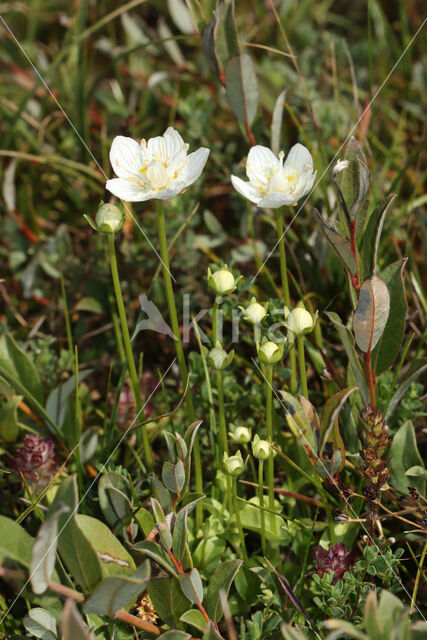 Parnassia (Parnassia palustris)