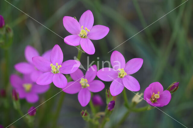 Seaside Centaury (Centaurium littorale)