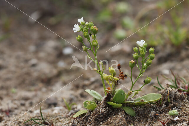 Waterpunge (Samolus valerandi)