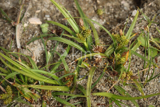 Common Yellow-sedge (Carex oederi subsp. oederi)