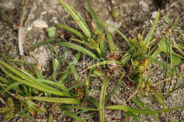 Dwergzegge (Carex oederi subsp. oederi)