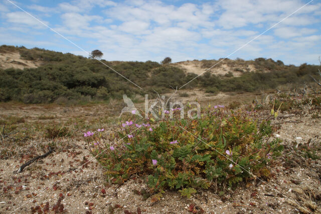 Stork's-bill (Erodium cicutarium dunense)