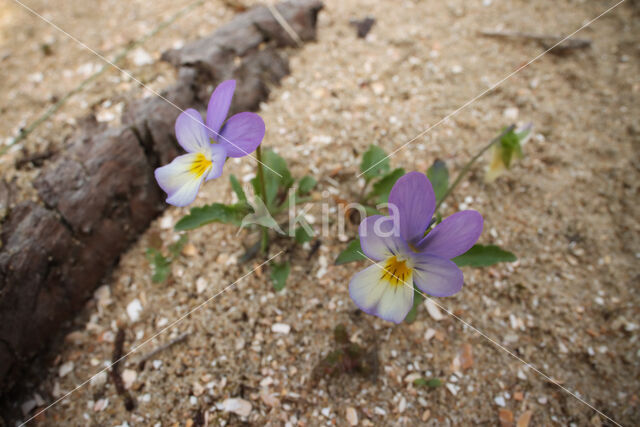 Dune Pansey (Viola curtisii)
