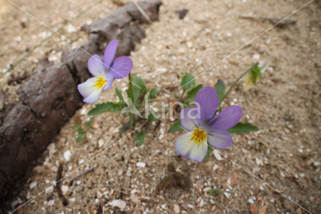 Duinviooltje (Viola curtisii)