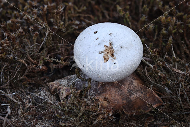 Peperbus (Myriostoma coliforme)