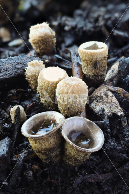 Geel nestzwammetje (Crucibulum crucibuliforme)