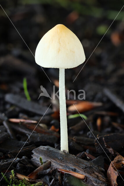 Izabelkleurig breeksteeltje (Conocybe lactea)