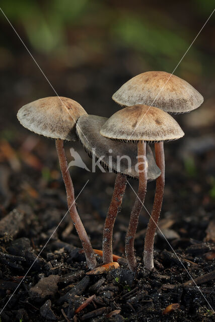 Brown Mottlegill (Panaeolus foenisecii)