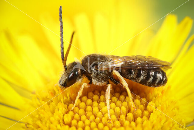 Halictus tumulorum