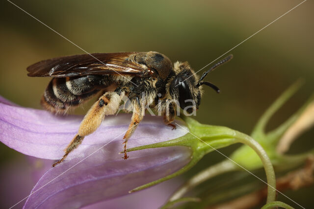 Donkere klokjeszandbij (Andrena pandellei)