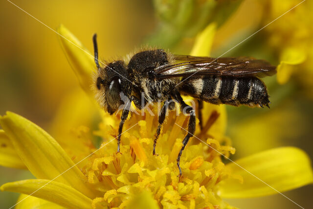 Slanke kegelbij (Coelioxys elongata)