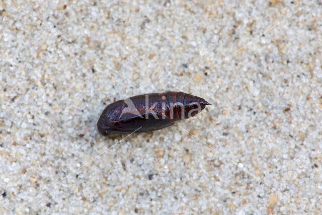 Gewone bandspanner (Epirrhoe alternata)