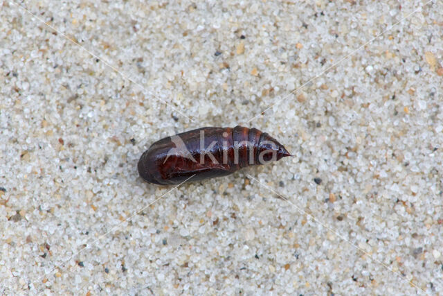 Gewone bandspanner (Epirrhoe alternata)