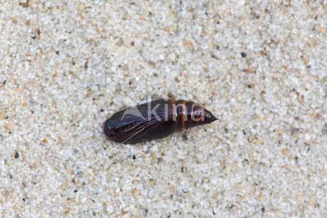 Dark-barred Twin-spot Carpet (Xanthorhoe ferrugata)