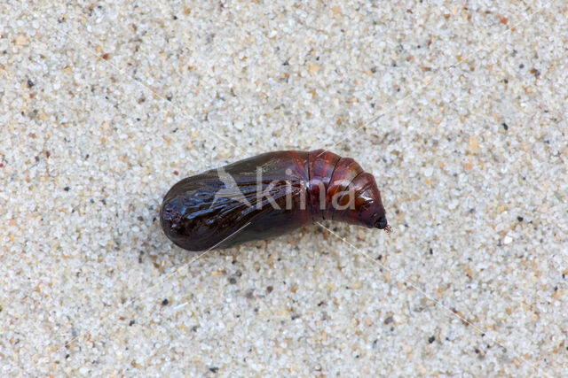 Purple Thorn (Selenia tetralunaria)