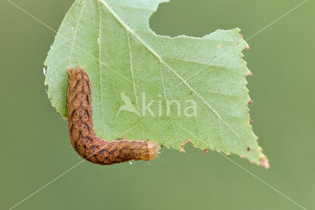 Lacanobia contigua