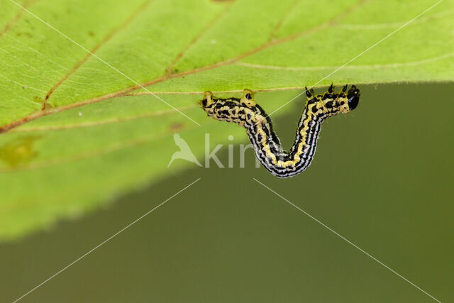 Clouded Magpie (Calospilos sylvata)