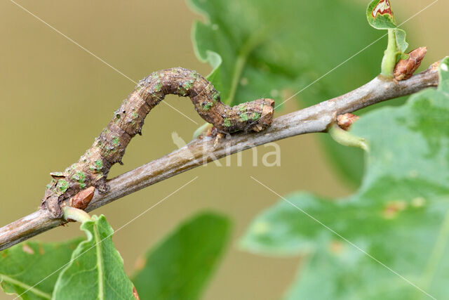 Getande spanner (Odontopera bidentata)