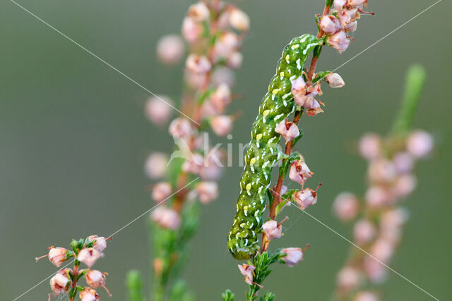 Roodbont heide-uiltje (Anarta myrtilli)