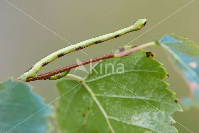 Kleine wortelhoutspanner (Electrophaes corylata)