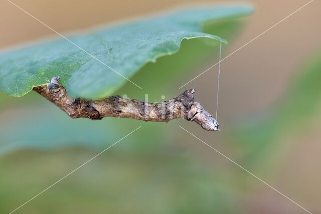 Halvemaanvlinder (Selenia tetralunaria)