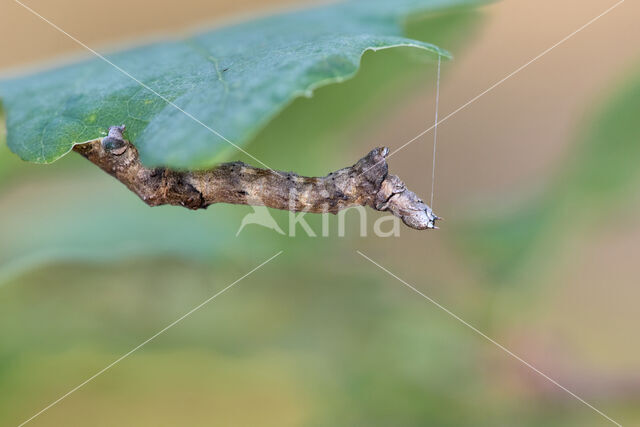 Purple Thorn (Selenia tetralunaria)