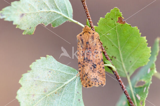 Dotted Chestnut (Conistra rubiginea)