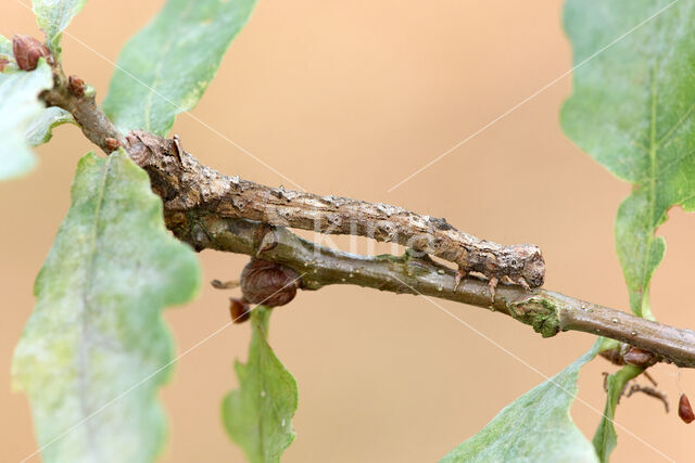 Getande spanner (Odontopera bidentata)