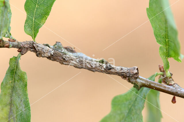 Getande spanner (Odontopera bidentata)