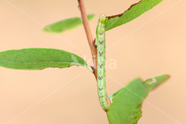 Common Wave (Cabera exanthemata)