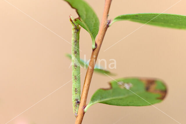 Common Wave (Cabera exanthemata)