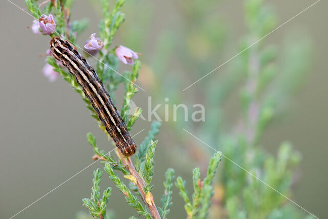 True Lover's Knot (Lycophotia porphyrea)