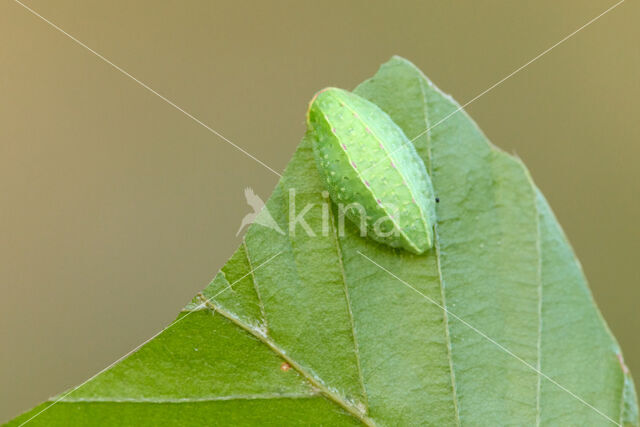 The Festoon (Apoda limacodes)